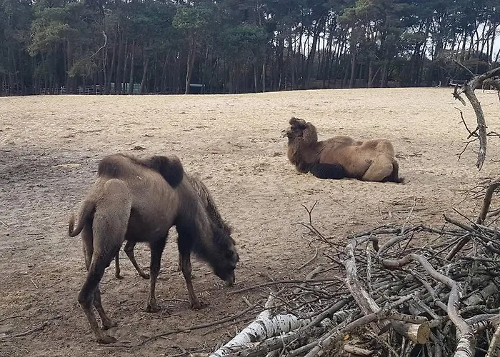 Mooi Met Grote Tuin Op 4 Sterren Park. Doornspijk