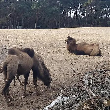 Mooi Met Grote Tuin Op 4 Sterren Park. Doornspijk